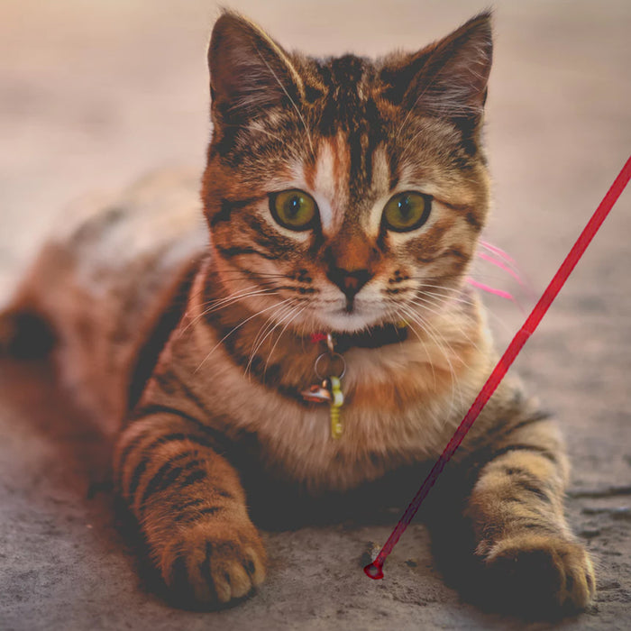 Interactive Laser Light Pointer Pet Cat Chaser Exercise Toy Funny Pen Key Chain