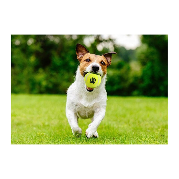 6 Pack Pet Dog Tennis Balls Doggie Toy Puppy Fetch Catch Play Cat Training Game
